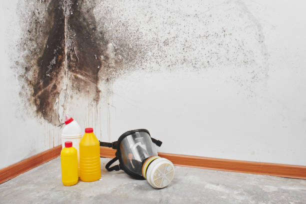 Best Emergency Mold Remediation in Mapleton, IA