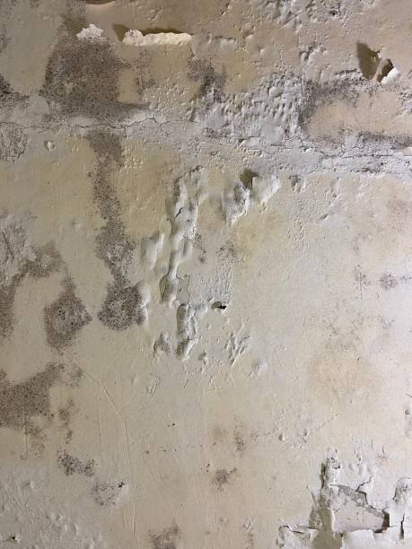 Best Mold Testing and Inspection Services in Mapleton, IA