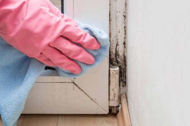 Best Attic Mold Remediation in Mapleton, IA