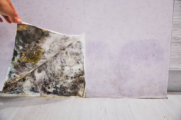 Best Post-Flood Mold Remediation in Mapleton, IA